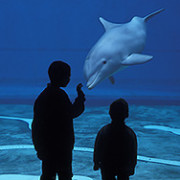 Children and dolphins, Aquarium, Genoa, Liguria, Italy